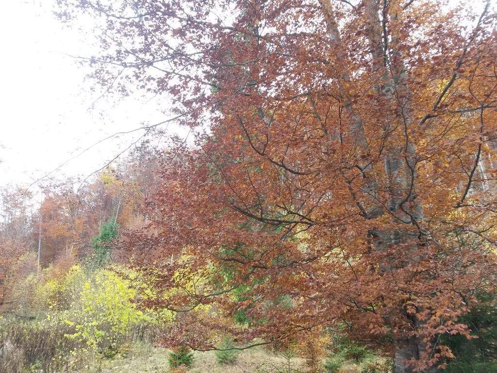 Cabana Pietricica Dîmbovicioara Buitenkant foto